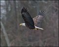 _2SB9173 american bald eagle
